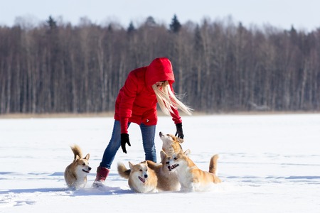 Red welsh corgi pembrokes walks outdoor at snow winterの写真素材