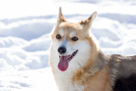 Red welsh corgi pembrokes walks outdoor at snow winterの写真素材