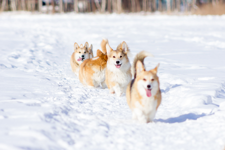 Red welsh corgi pembrokes walks outdoor at snow winterの写真素材