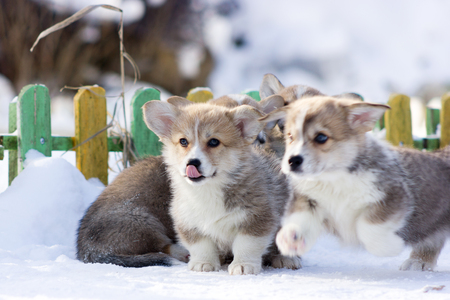 Red welsh corgi pembroke puppy walks outdoor at snow winterの写真素材