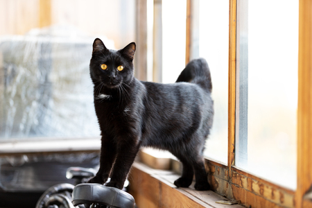 Adorable black cat walks on balcony at afternoonの写真素材