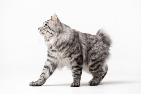 Adorable bobtail cat isolated on white backgroundの写真素材