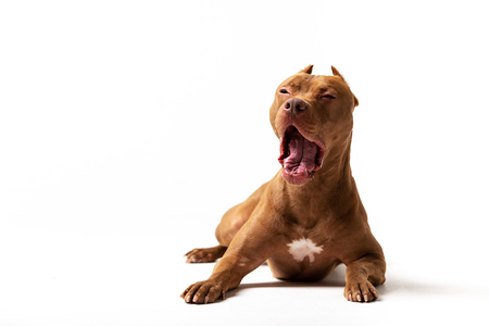 Adorable red dog sits at white backgroundの写真素材
