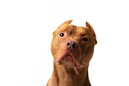 Red american pitbullterrier with cropped ears sits indoor at white backgroundの写真素材