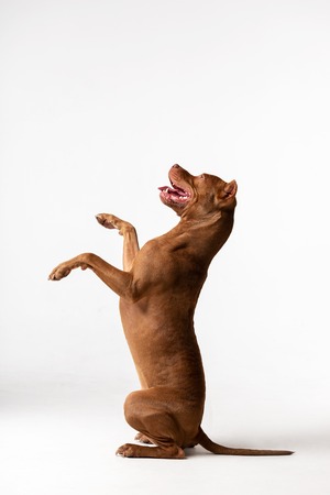 Red american pitbullterrier with cropped ears sits indoor at white backgroundの写真素材