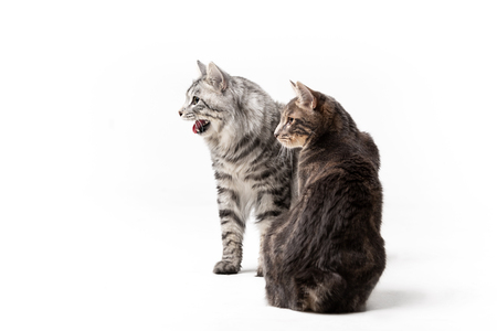 Adorable kurilian bobtail cats males isolated on white backgroundの写真素材