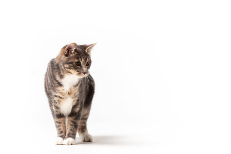 Adorable bobtail cat isolated on white backgroundの写真素材