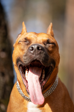Red american staffordshire terrier with cropped ears walks outdoor in autumn parkの写真素材