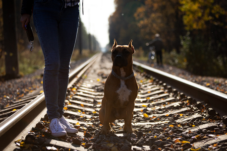 Woman with red american staffordshire terrier walks outdoor in autumn park and railwayの写真素材