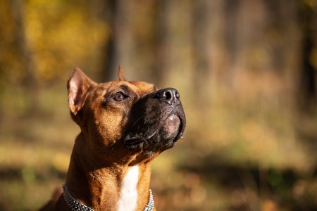 Red american staffordshire terrier with cropped ears walks outdoor in autumn parkの写真素材