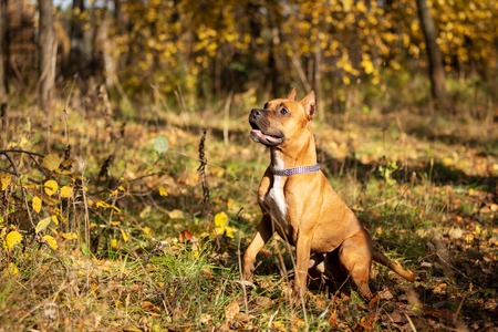 Red american staffordshire terrier with cropped ears walks outdoor in autumn park