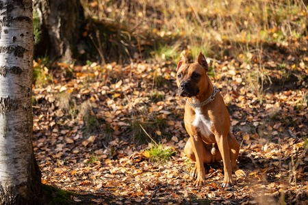 Red american staffordshire terrier with cropped ears walks outdoor in autumn parkの写真素材