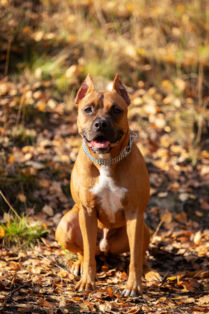 Red american staffordshire terrier with cropped ears walks outdoor in autumn parkの写真素材