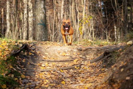 Red american staffordshire terrier with cropped ears walks outdoor in autumn parkの写真素材
