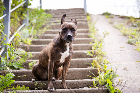 Serious tiger american staffordshire terrier with not cropped ears walks at concrete ladderの写真素材