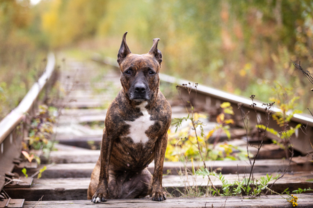 Serious tiger american staffordshire terrier with not cropped ears walks at abandoned railwayの写真素材