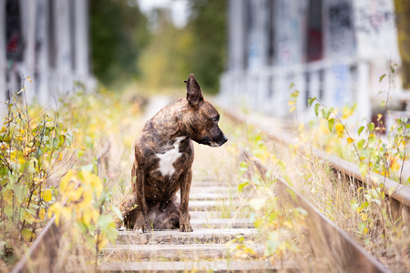 Serious tiger american staffordshire terrier with not cropped ears walks at abandoned railwayの写真素材