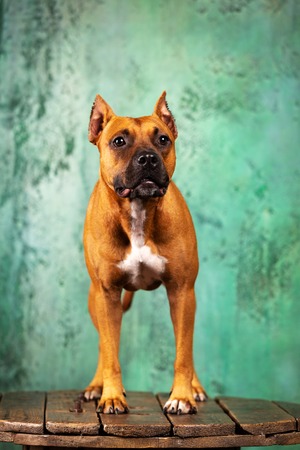 Red american staffordshire terrier with cropped ears stands indoor at green textured backgroundの写真素材