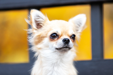 Cream long haired chihuahua walks on embankment in big cityの写真素材