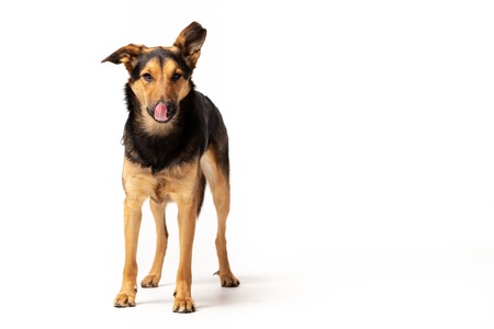 Adorable mixed-breed dog stands indoor at white backgroundの写真素材
