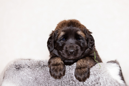 Cute little puppy of leonberger, 2 months, sits indoor at beige backgroundの写真素材