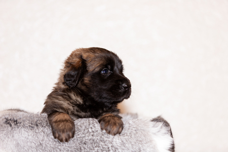 Cute little puppy of leonberger, 2 months, sits indoor at beige backgroundの写真素材