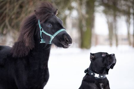 Black pony with dog walks outdoor at winter day