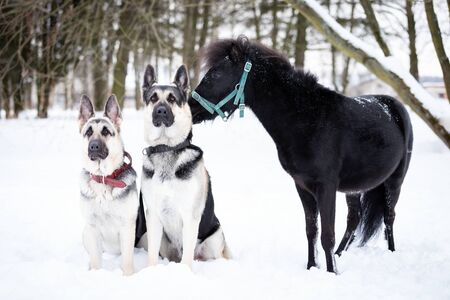 Black pony with dogs walks outdoor at winter day