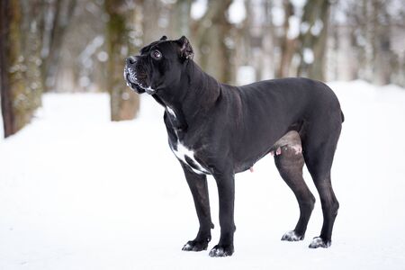 Adult italian cane corso walks outdoor at winter day