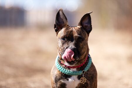 Red american staffordshire terrier with not cropped ears walks outdoor at spring fieldの写真素材