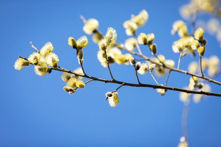 Pussy willow branches background, close-up. Willow twigs with catkins on blue. Spring easter pussy...
