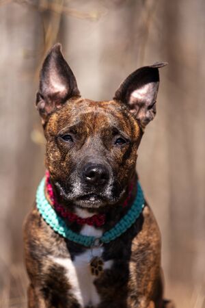 Red american staffordshire terrier with not cropped ears walks outdoor at spring fieldの写真素材