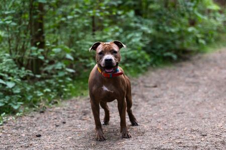 Red american staffordshire terrier walks outdoor at parkの写真素材