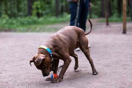 Red american staffordshire terrier walks outdoor at parkの写真素材