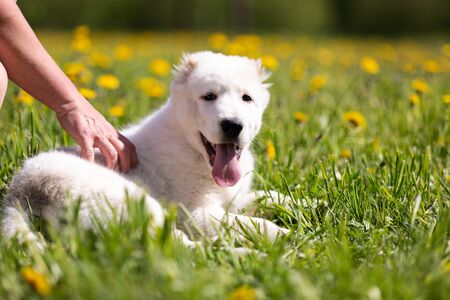 Puppy of central asia shepard dog walks outdoor at summer day