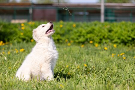 Puppy of central asia shepard dog walks outdoor at summer dayの写真素材