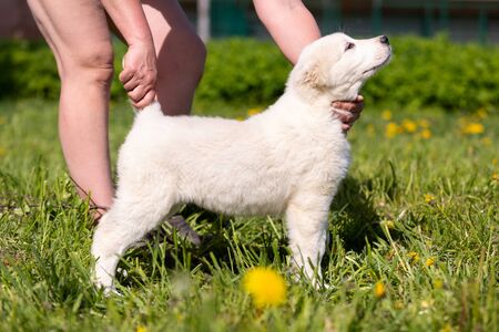 Puppy of central asia shepard dog walks outdoor at summer day