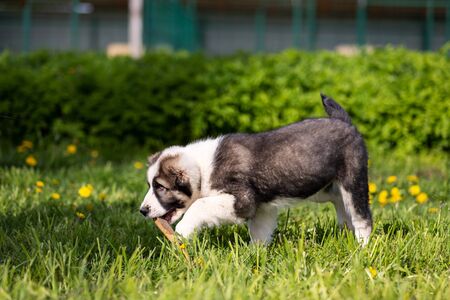 Puppy of central asia shepard dog walks outdoor at summer day