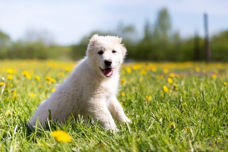 Puppy of central asia shepard dog walks outdoor at summer day