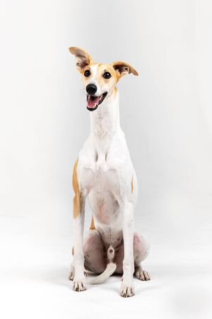 Adult brindle whippet dog sits indoor isolated on whiteの写真素材