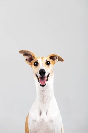 Adult brindle whippet dog sits indoor isolated on whiteの写真素材