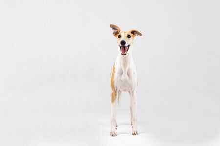 Adult brindle whippet dog stands indoor isolated on whiteの写真素材