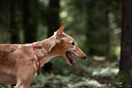 Red puppy of borzoi walks outdoor at summer day, russian sighthound, 5 monthsの写真素材