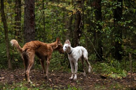 Red and white puppy of borzoi walks outdoor at summer day, russian sighthound, 6 monthsの写真素材
