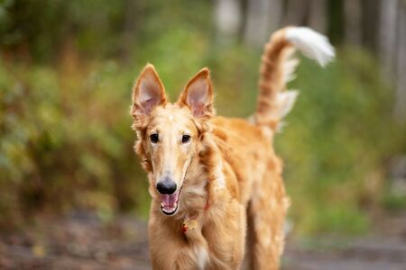 Red puppy of borzoi walks outdoor at summer day, russian sighthound, 6 monthsの写真素材