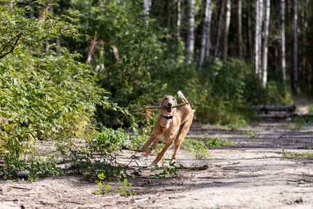 Red puppy of borzoi walks outdoor at summer day, russian sighthound, 5 monthsの写真素材