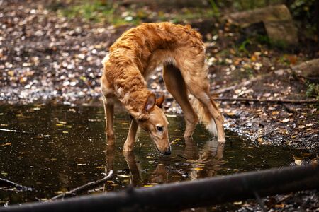 Red puppy of borzoi walks outdoor at summer day, russian sighthound, 6 monthsの写真素材