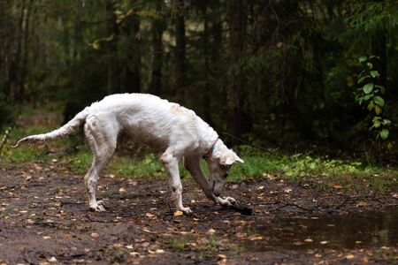 White puppy of borzoi walks outdoor at summer day, russian sighthound, 6 months