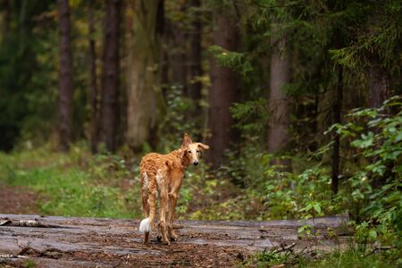 Red puppy of borzoi walks outdoor at summer day, russian sighthound, 6 monthsの写真素材
