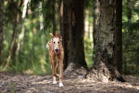 Red puppy of borzoi walks outdoor at summer day, russian sighthound, 5 monthsの写真素材
